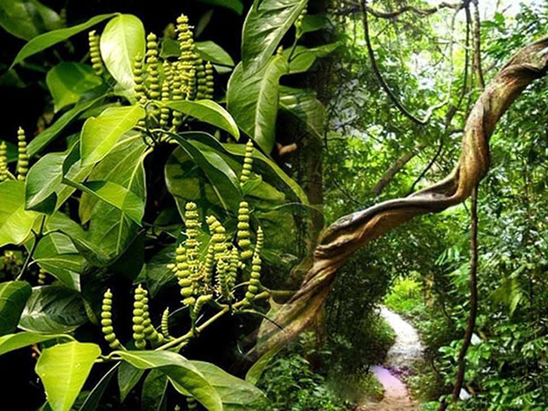 phat-hien-cay-vuong-ton-giup-ho-tro-giam-dau-khop-do-gut